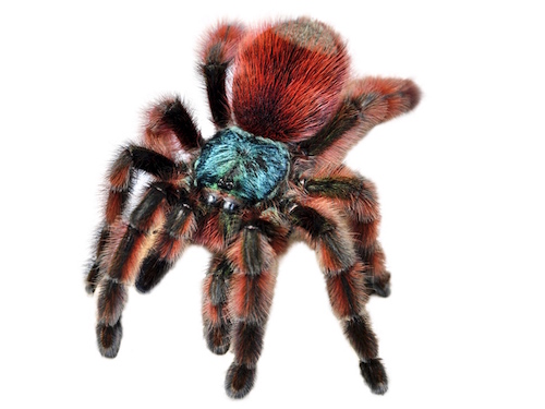 Antilles Pink Toe Tarantula For Sale, Antilles Pink Toe Tarantula For Sale Near Me, Antilles Pink Toe Tarantula For Sale Canada, Antilles Pink Toe Tarantula For Sale Uk